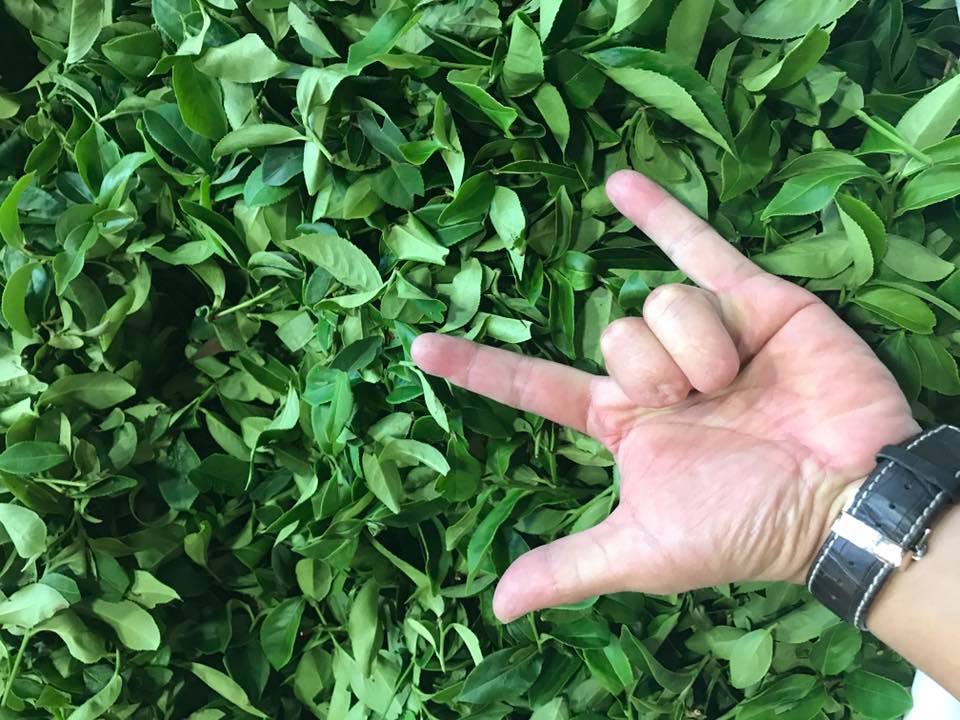 製茶的堅持圖片